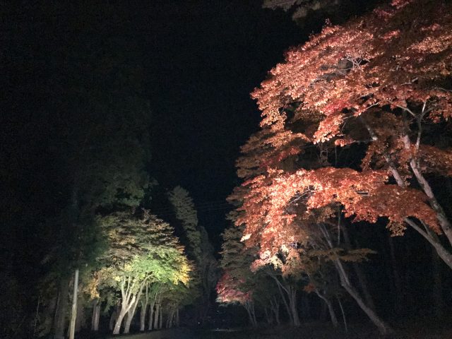 10/25～11/4　遠野郷八幡宮 紅葉ライトアップ