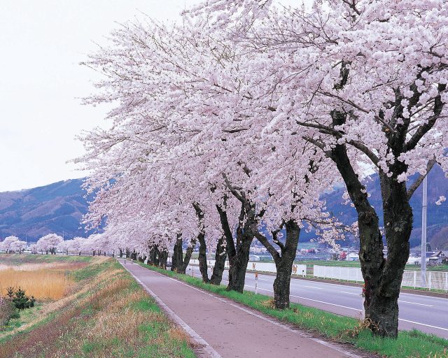 遠野 綾織の桜並木 春まつり