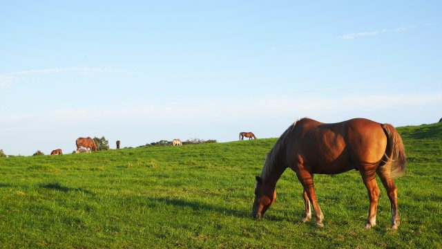 雄大な「荒川高原」で出会う馬産地遠野の原風景